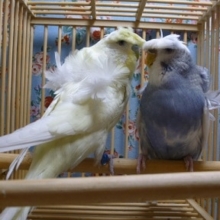 羽衣セキセイインコ　ペア