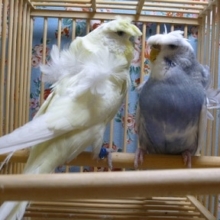 セキセイインコ・羽衣