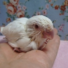 マメルリハ・アルビノ