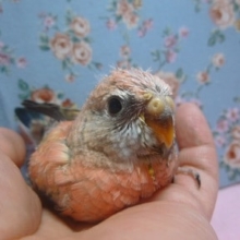 ローズアキクサインコのヒナ