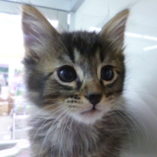 アメリカンカールＭＩＸ兄妹でいます　男の子！