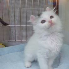 アメリカンカールＭＩＸ兄妹でいます！　女の子