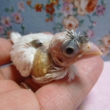 ジュウシマツ・梵天