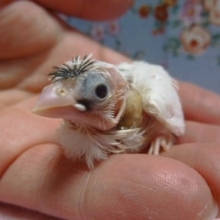 手乗り梵天十姉妹　ヒナ