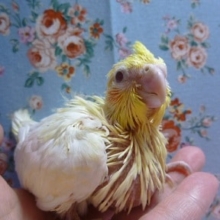 オカメインコのヒナ　ルチノー