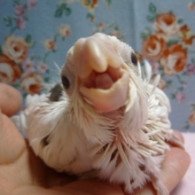 オカメインコのヒナ　ホワイトフェイスヘビーパイド