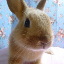ミニウサギ　オレンジの男の子！