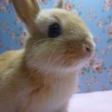 ミニウサギ　フォーンの男の子