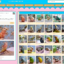 五十音順の鳥さん図鑑