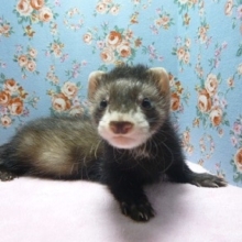 マーシャルフェレット　ブラックセーブルの男の子