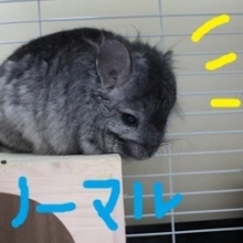 チンチラ　アンゴラタイプ
