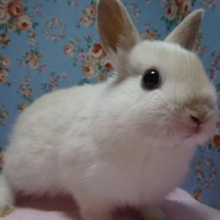 ミニウサギ　ホワイト系の女の子
