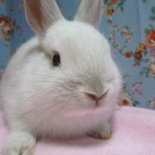 ミニウサギ　グレー系の女の子