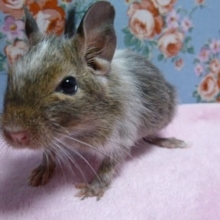 パイドデグーの女の子