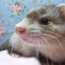 フェレットの飼い方とミニ図鑑