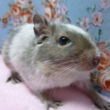 ブルーパイドデグーの女の子♪