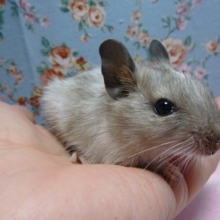 ブルーパイドデグーの女の子♡