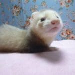 マーシャルフェレット　シナモンの男の子