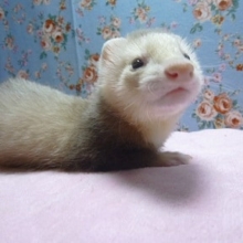 マーシャルフェレット　シナモンの男の子