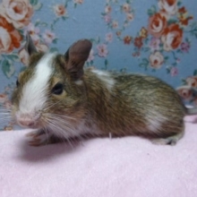 パイドデグーの男の子