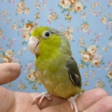 手乗りマメルリハ　オリーブ　ヒナ餌卒業！