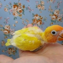 ボタンインコ・ヤマブキイエロー