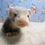 パスバレーフェレット　バタースコッチの女の子♪