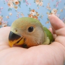 手乗りコザクラインコ　ヒナ　ノーマル