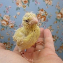 カナリア・イエローオパール