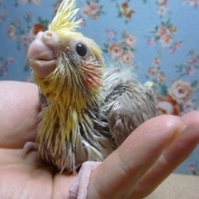 手乗りオカメインコ　シナモンパイドのヒナ