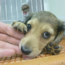 ミニチュアダックス　シェーデッドイエローの男の子