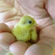 ウズラ（ヒメウズラ）