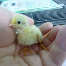 ヒメウズラのヒヨコ