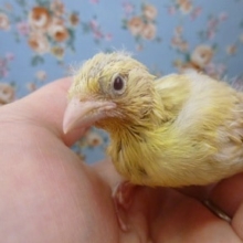 手乗りカナリア　ヒナ　イエローオパール（赤目）