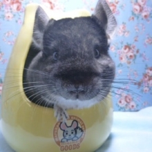 チンチラ　グレー　女の子