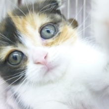 スコティッシュフォールド　キャリコ