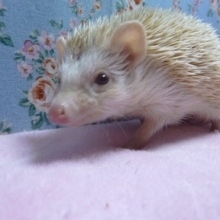 ハリネズミ　アルビノの男の子
