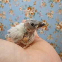 手乗りシルバーブンチョウ　ヒナ