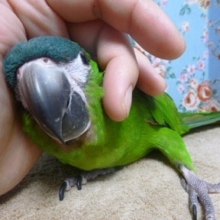 べたなれコミドリコンゴウインコ