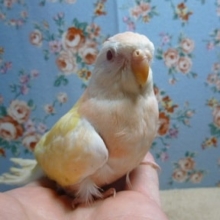 アキクサインコ・ルチノー