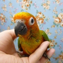 手乗りコガネメキシコインコ