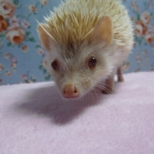 ハリネズミ　アルビノの女の子