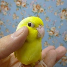 マメルリハ・アメリカンイエローヘビーパイドファロー