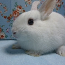 ドワーフラビット　ホワイトの男の子