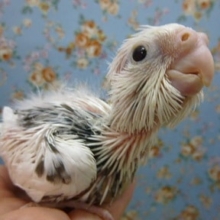 手乗りオカメインコ　WFパイドのヒナ