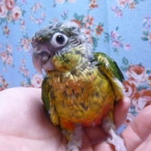 ウロコインコの仲間｜ワキコガネウロコインコ