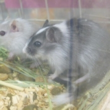 カラージャービル（スナネズミ）　