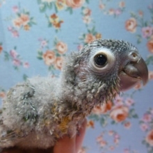 手乗りウロコインコ　ノーマルのヒナ