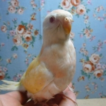 手乗りアキクサインコ　ルチノー