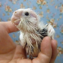 オカメインコ・ホワイトフェイスパイド